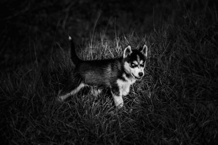 small puppies breed, Siberian husky for a walk.の写真素材