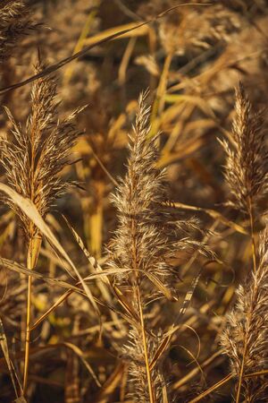 autumn plants. in Russia, in October in rural areasの写真素材