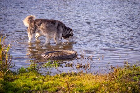 adult and large dog breed Siberian husky for a walkの写真素材