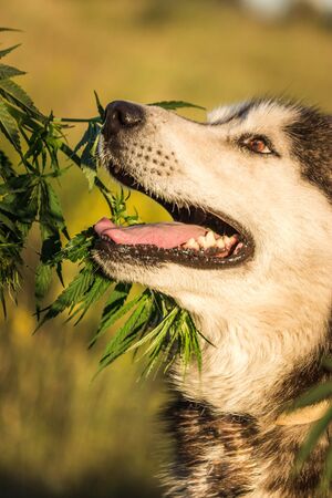 male breed Siberian husky and marijuana