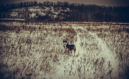 dogs breed Siberian husky winter in cold Russia