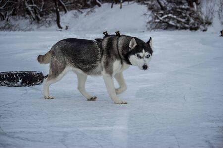 dogs breed Siberian husky winter in cold Russia clean the rink tires