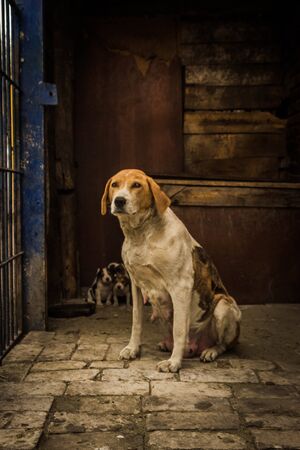 dog breed, piebald hound in the enclosure with their puppies.の写真素材
