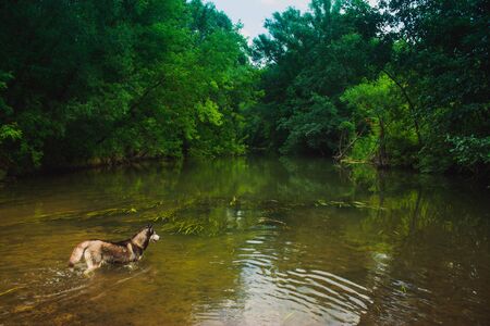 dogs. breed Siberian husky.on the river.の写真素材