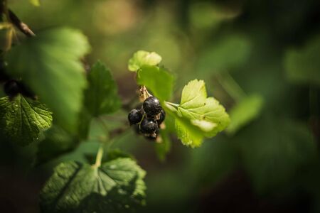 black currant fruits in the summer gardenの写真素材