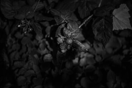 raspberry summer in the forest.の写真素材