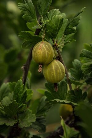 gooseberry fruit in the summer gardenの写真素材
