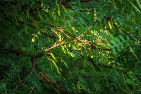 acacia branches in the sunの写真素材