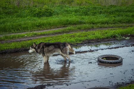 Siberian husky dogs on a walk in the countryside in summerの写真素材