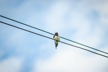 a swallow sits on a blue sky background on wiresの写真素材