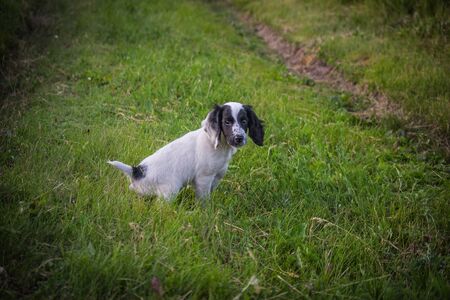 a small Spaniel dog named Irma. future hunter