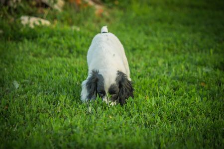 a small Spaniel dog named Irma. future hunterの写真素材