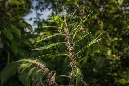 deaf nettle plants in the summer gardenの写真素材