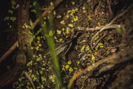 frog in the summer on the pond. amphibiaの写真素材