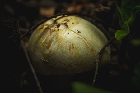mushroom families in close-up. macro photography of nature