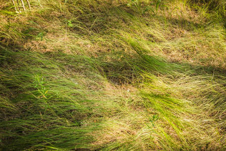green grass in the forest. nature of the Russian Federationの写真素材