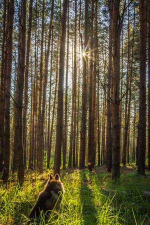 forest landscape. the pine forest in Sunny