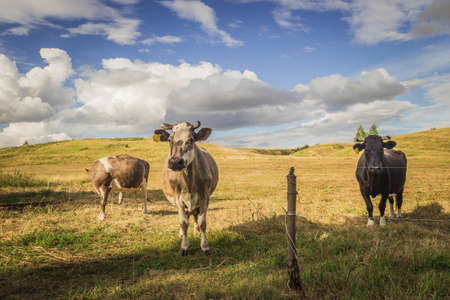 cows graze in the meadow of a Russian village