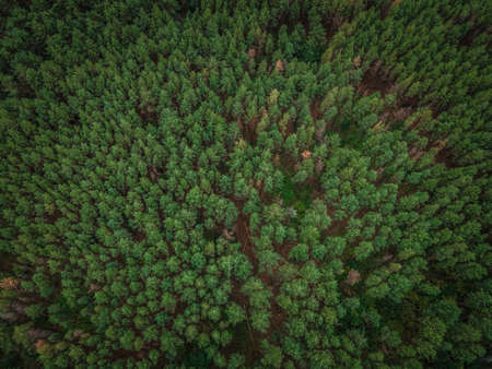 very fragrant pine forest in summer. Russian Federation. High quality photoの写真素材