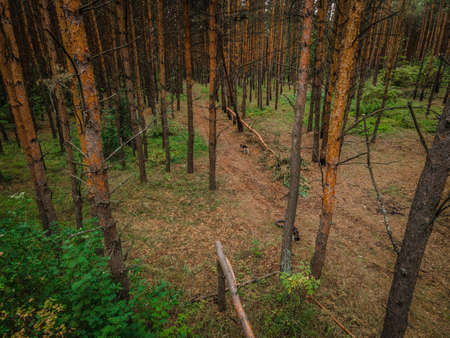 very fragrant pine forest in summer. Russian Federation. High quality photoの写真素材