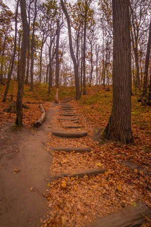 staircase made of oak logs in a beautiful autumn forest. High quality photo