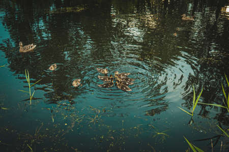 duck and ducklings swim on the pond. High quality photoの写真素材