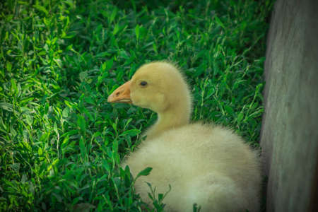 a small yellow goose on the green juicy grassの写真素材