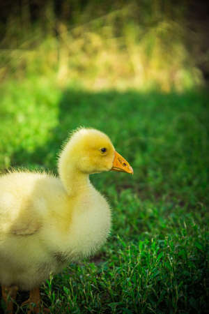a small yellow goose on the green juicy grass