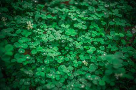 green grass with dew after rain. High quality photoの写真素材