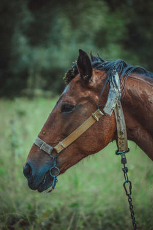 a brown horse grazes in a meadow in the village. High quality photoの写真素材