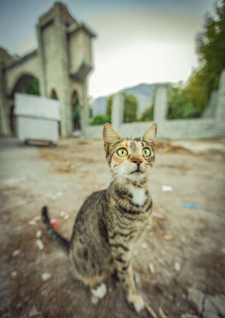 a cat living in warm Turkey. High quality photo
