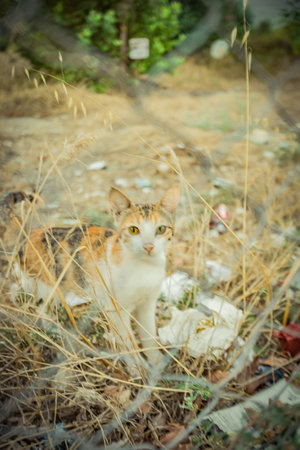 a cat living in warm Turkeyの写真素材