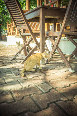 a cat living in warm Turkeyの写真素材