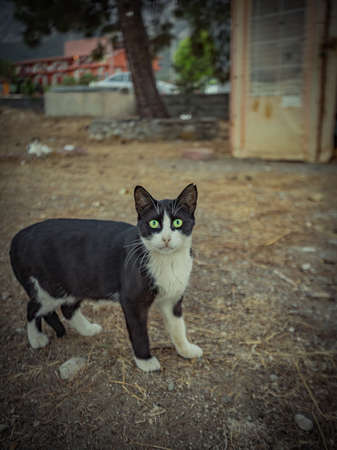a cat living in warm Turkey. High quality photoの写真素材