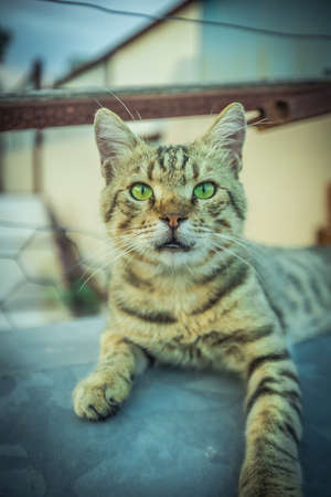 a cat living in warm Turkey. High quality photoの写真素材