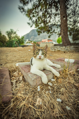 a cat living in warm Turkey. High quality photoの写真素材