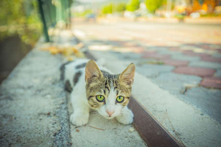 a cat living in warm Turkey. High quality photoの写真素材