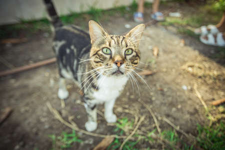 a cat living in warm Turkey. High quality photoの写真素材