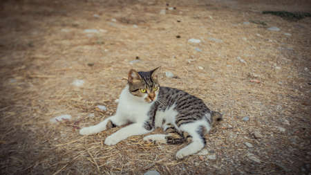 a cat living in warm Turkey. High quality photoの写真素材