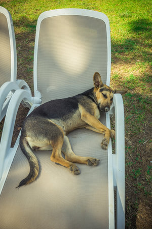 the dog is lying on a sunbed on the territory of the hotelの写真素材