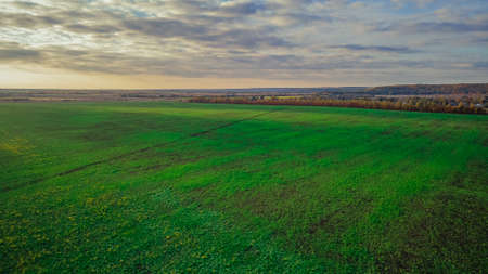 green sown fields in autumn in Russia.