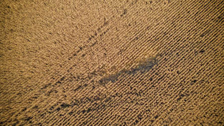 aerial photography of cornfields in Russia