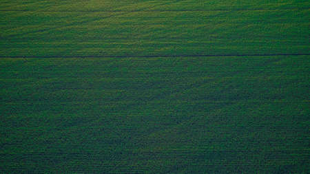 green sown fields in autumn in Russia