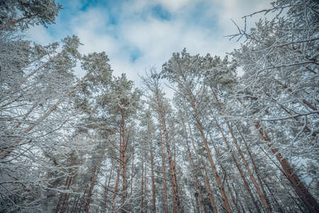 the beginning of winter in the forest in November.