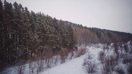 winter wildlife in the Russian federation.の写真素材