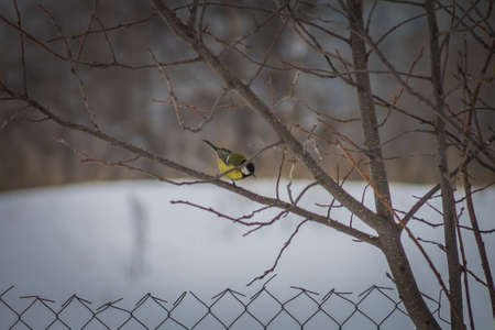 bird tit pecks suspended fat.の写真素材