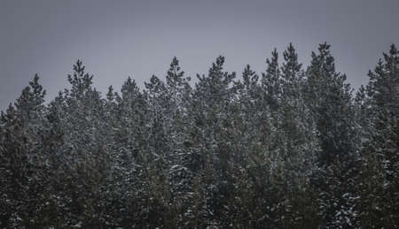beautiful winter landscapes of rural areas.の写真素材