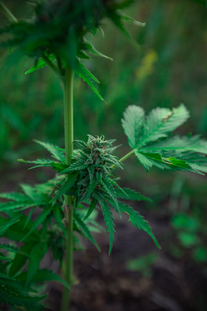 ripe mature green medical cannabis. high quality photoの写真素材