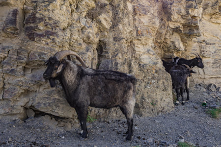 goats on the rocks in north ossetia.の写真素材