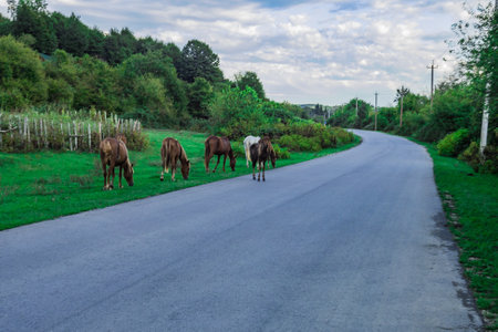 wild horses in the caucasus mountains.の写真素材
